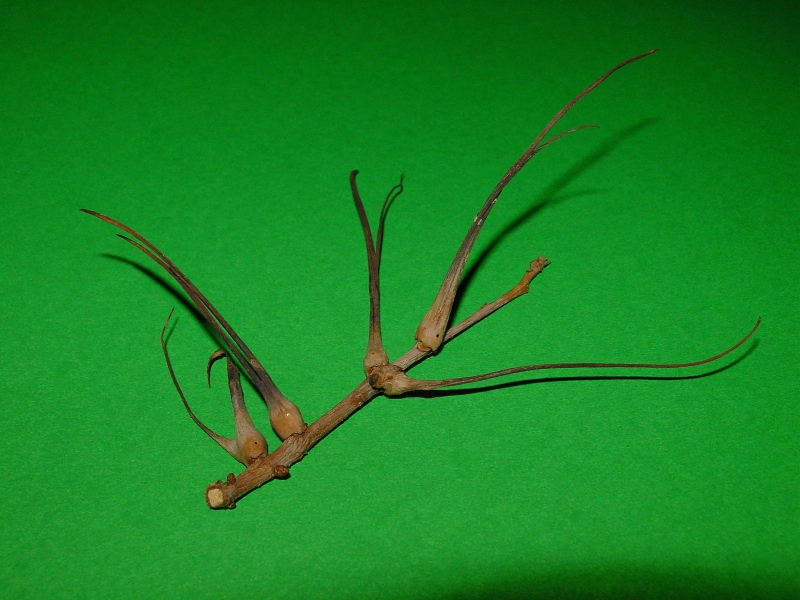 Galla: Andricus aries?